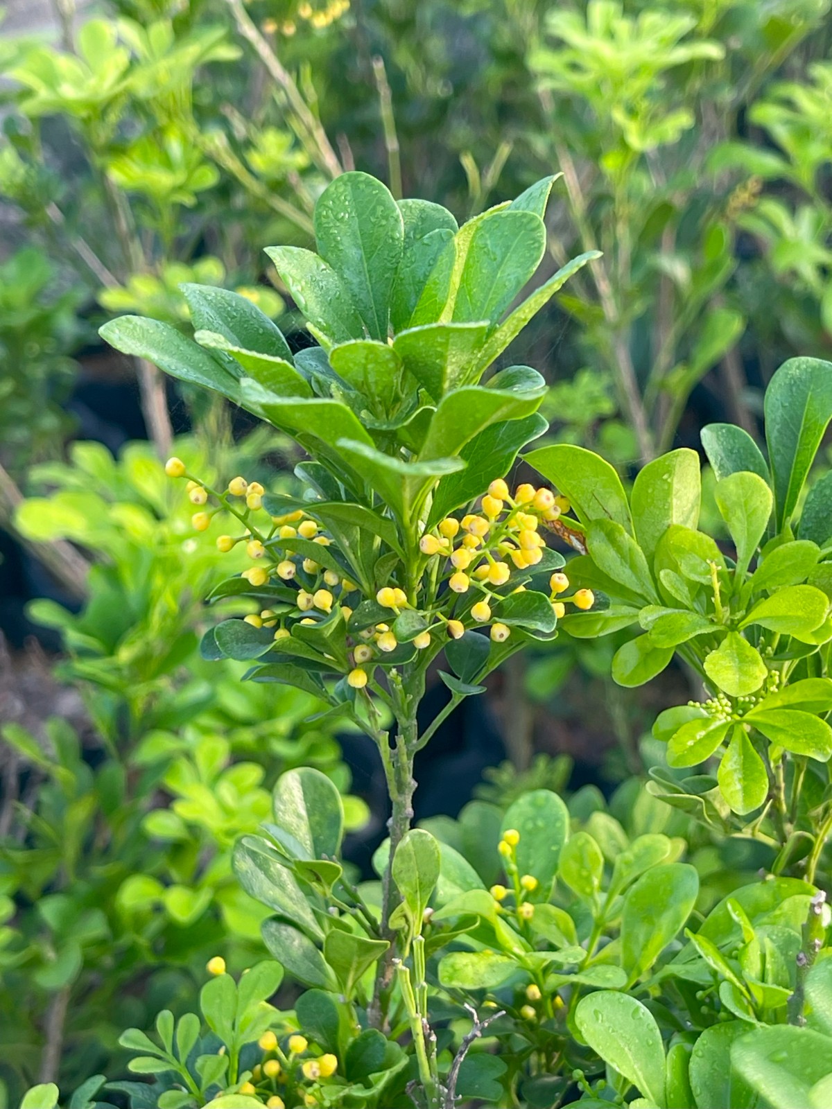 Aglaia Odorata Dwarf