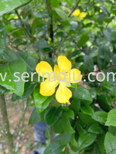 Ochna Kirkii Shrubs Malaysia, Johor, Muar Plants Wholesale, Wholesaler, Supplier, Supply | Tapak Semaian Seri Maju Sdn Bhd