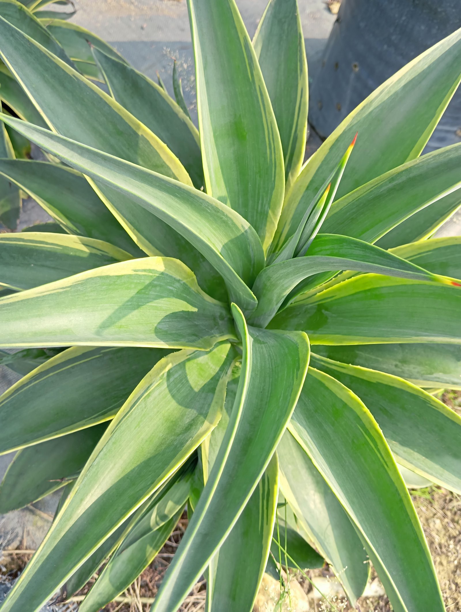 Agave Desmetiana ‘Variegata’