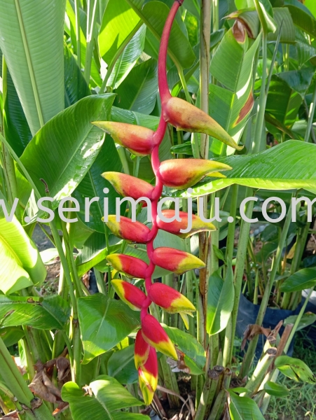 Heliconia Rostrata Shrubs Malaysia, Johor, Muar Plants Wholesale, Wholesaler, Supplier, Supply | Tapak Semaian Seri Maju Sdn Bhd