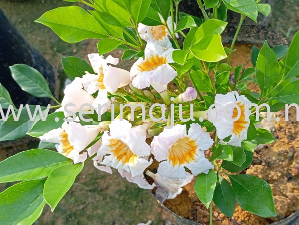 Radermachera Kunming Shrubs Malaysia, Johor, Muar Plants Wholesale, Wholesaler, Supplier, Supply | Tapak Semaian Seri Maju Sdn Bhd
