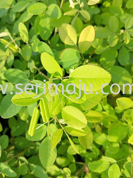 Lespedeza Bicolor Shrubs Malaysia, Johor, Muar Plants Wholesale, Wholesaler, Supplier, Supply | Tapak Semaian Seri Maju Sdn Bhd