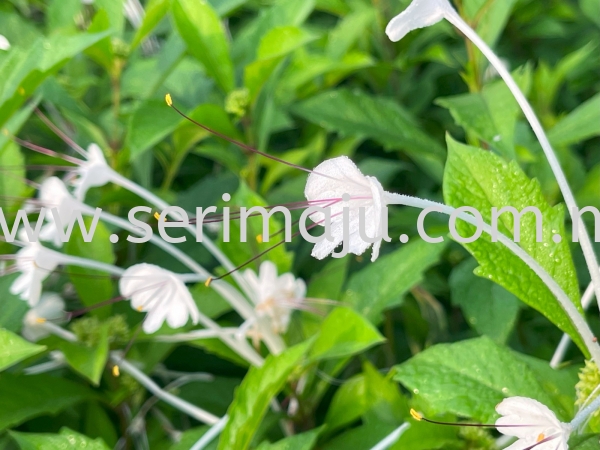 Rotheca Microphylla Shrubs Malaysia, Johor, Muar Plants Wholesale, Wholesaler, Supplier, Supply | Tapak Semaian Seri Maju Sdn Bhd
