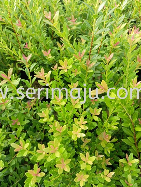 Syzygium Buxifolium Shrubs Malaysia, Johor, Muar Plants Wholesale, Wholesaler, Supplier, Supply | Tapak Semaian Seri Maju Sdn Bhd