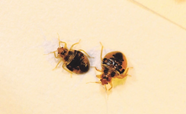 Bedbugs Control