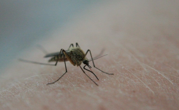 Mosquitoes Control