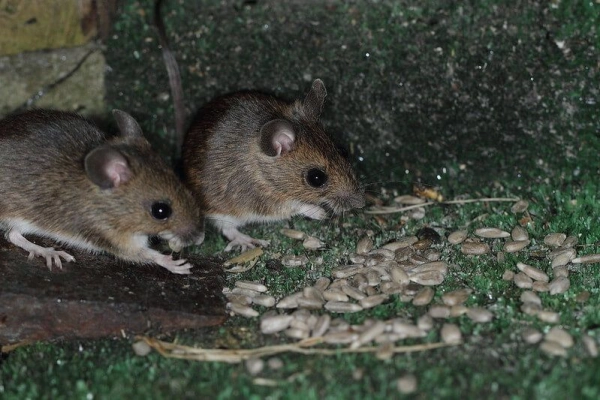 Rodent Control