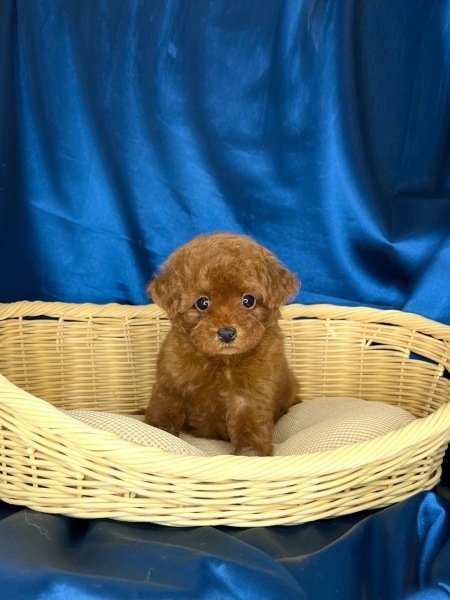 Poodle - Red (Male) Available Puppy For Sale/Booking Selangor, Malaysia, Kuala Lumpur (KL), Setia Alam Services | Keegan's Pets (Precious Pet)