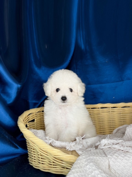 Poodle - White (Female) Available Puppy For Sale/Booking Selangor, Malaysia, Kuala Lumpur (KL), Setia Alam Services | Keegan's Pets (Precious Pet)