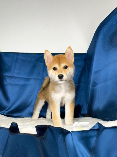 Shiba Inu <Female> Available Puppy For Sale/Booking Selangor, Malaysia, Kuala Lumpur (KL), Setia Alam Services | Keegan's Pets (Precious Pet)