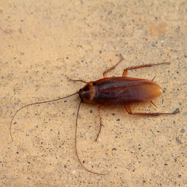 General Pest Treatment
