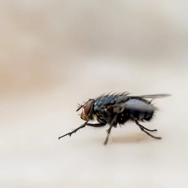 Flies Control