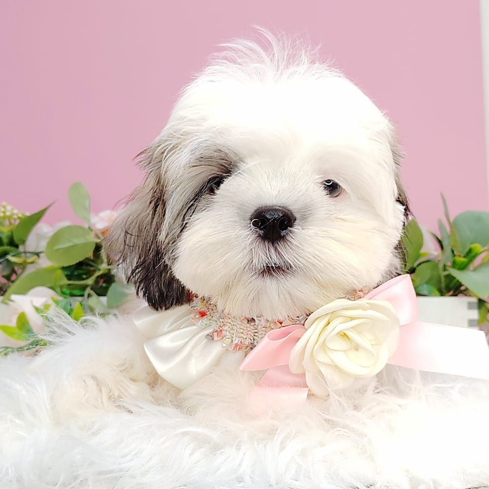 Shih Tzu 西施