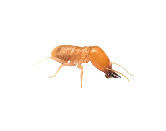 Termite Baiting System