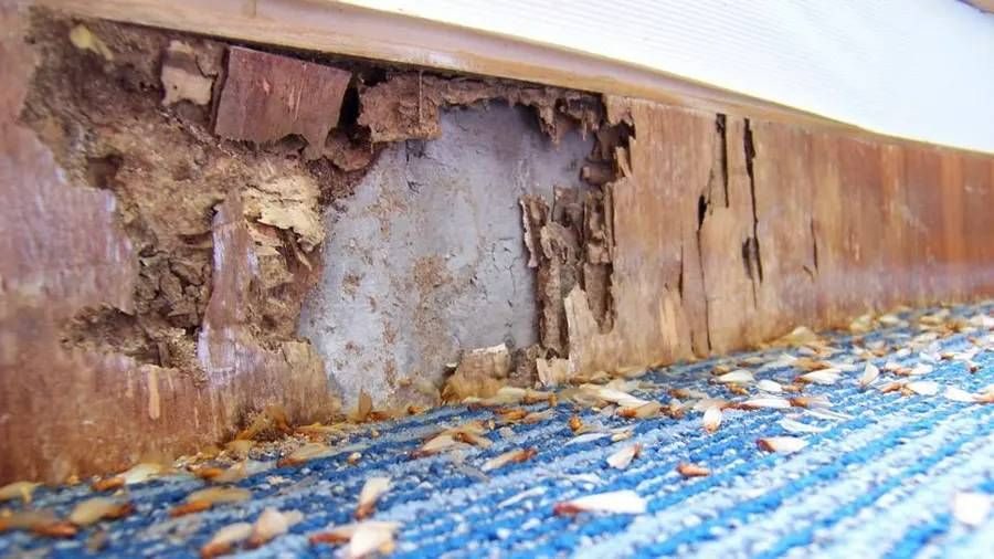 Termite Warning Signs: How to Detect Termites in Your Home