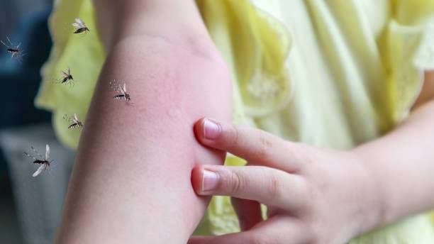 Home Mosquito Control Guide: Effective Ways to Prevent Mosquitoes