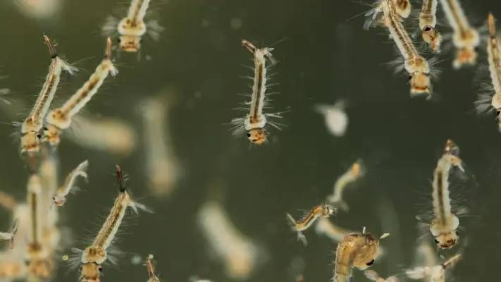 Mosquito Prevention Guide: Effective Ways to Stop Mosquitoes