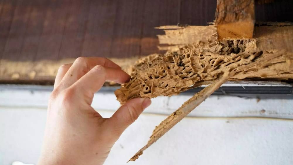 How Much Does Termite Treatment Cost for a House?