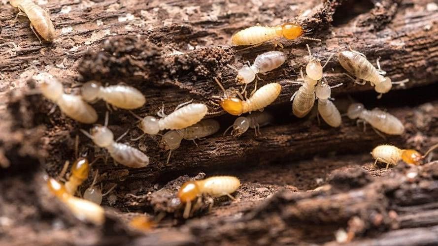 DIY Termite Treatment at Home: Simple & Effective Solutions