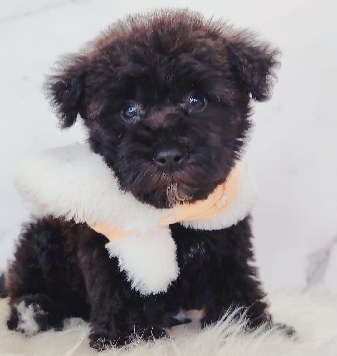 Poodle 娉拌开璐靛
