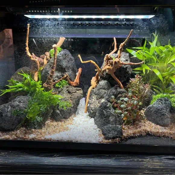 Aquascape Design