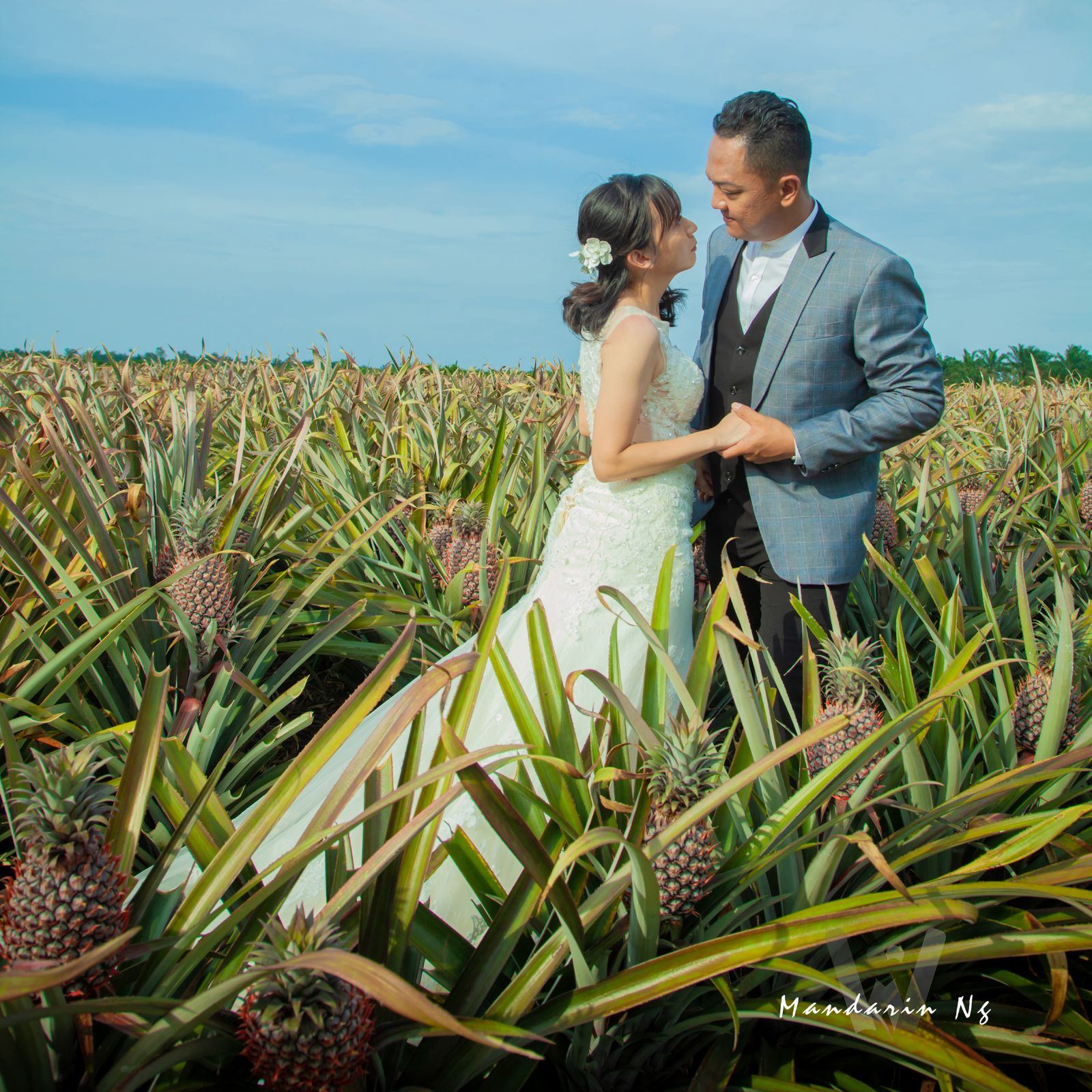 Pineapple Farm
