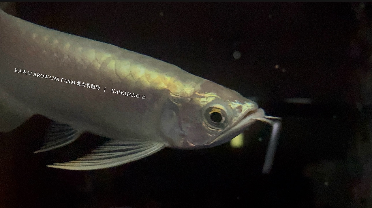 Platinum Golden Arowana 