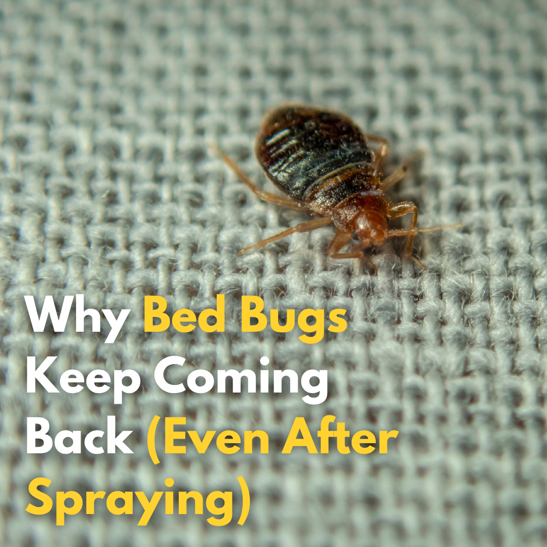 Why Bed Bugs Keep Coming Back (Even After Spraying)