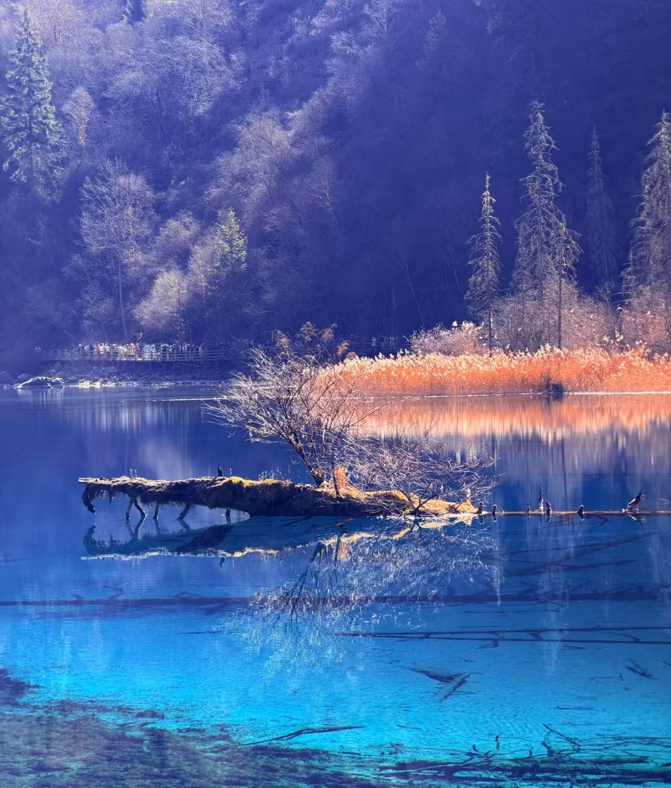 Why More Singapore Travellers Are Choosing Customised Jiuzhaigou Tours