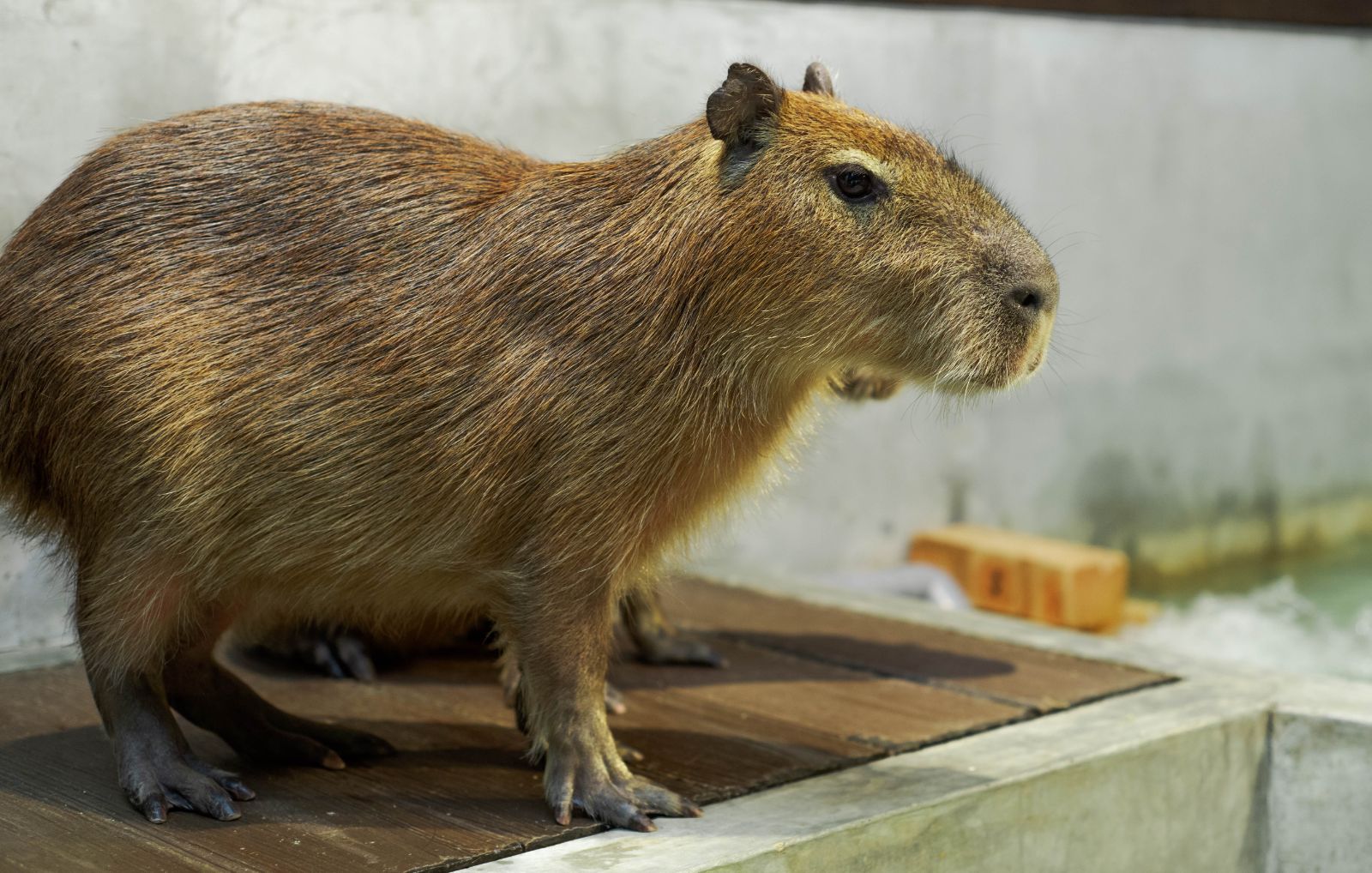 Indoor Zoo Experience in Malaysia