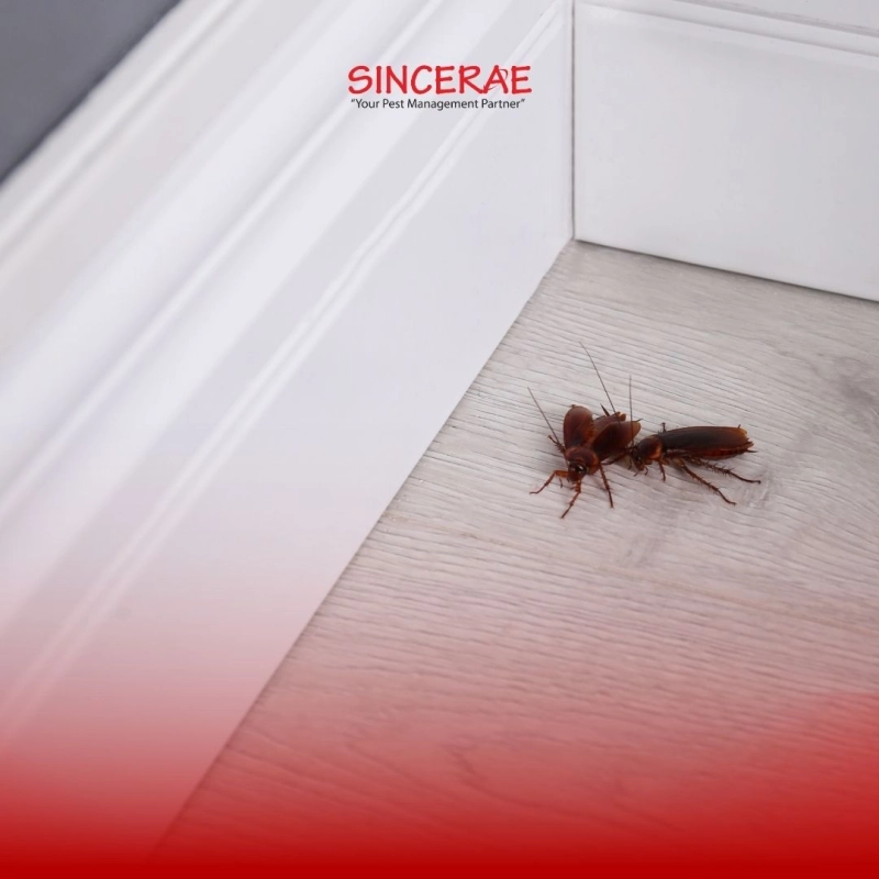 9 Mistakes Homeowners in Malaysia Make That Invite Pests