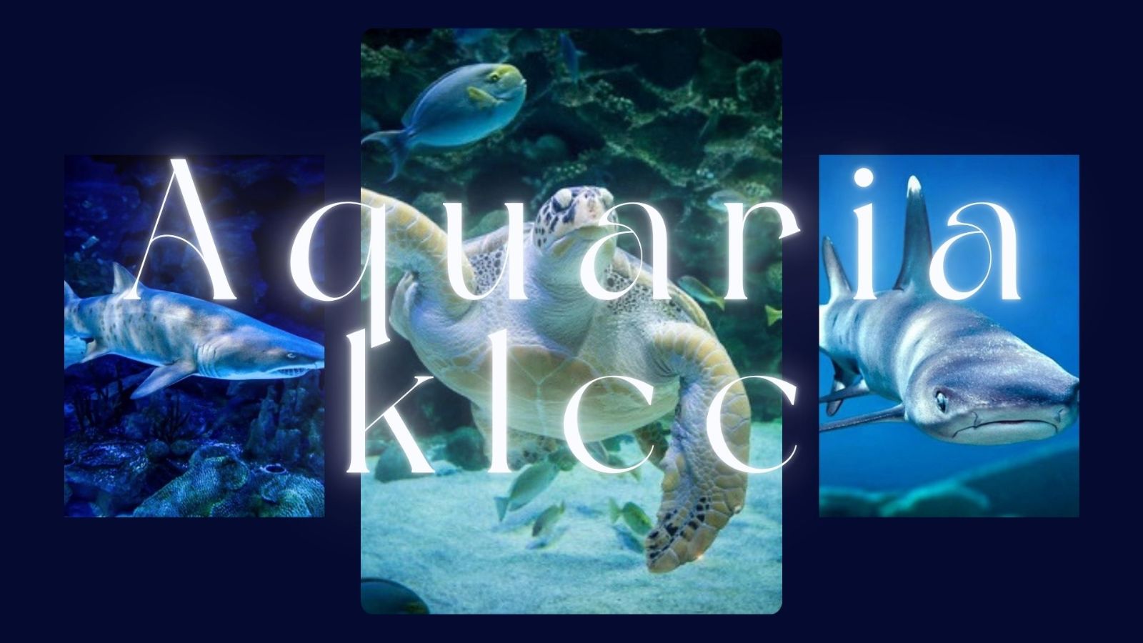 Discover a Underwater World in the Heart of Kuala Lumpur
