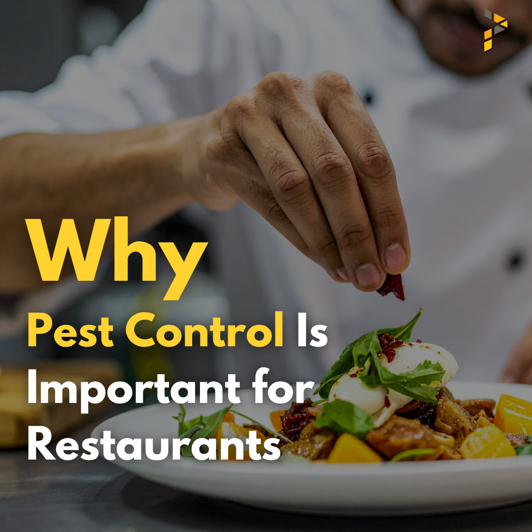 Why Many Restaurant Owners Underestimate the Importance of Pest Control