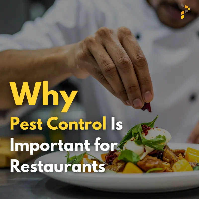Why Many Restaurant Owners Underestimate the Importance of Pest Control
