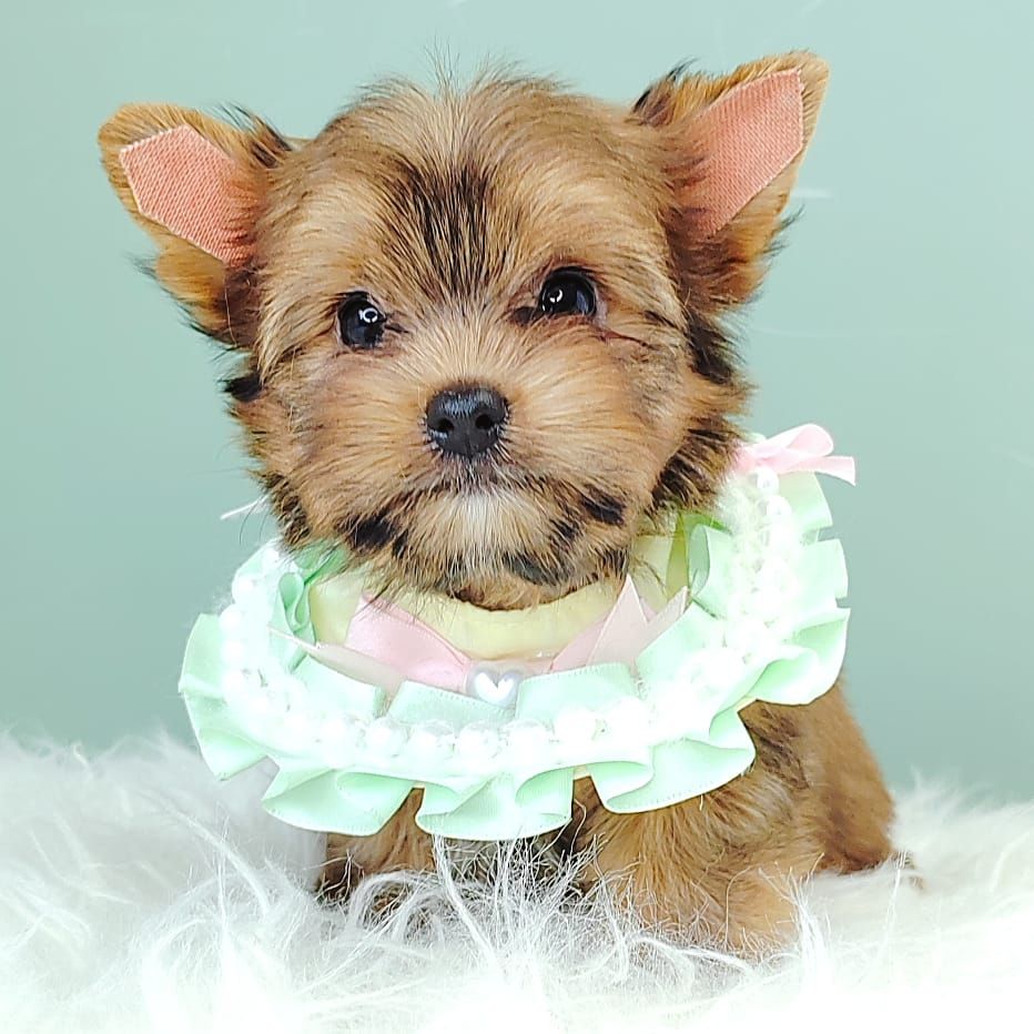 Yorkshire Terrier 约克夏