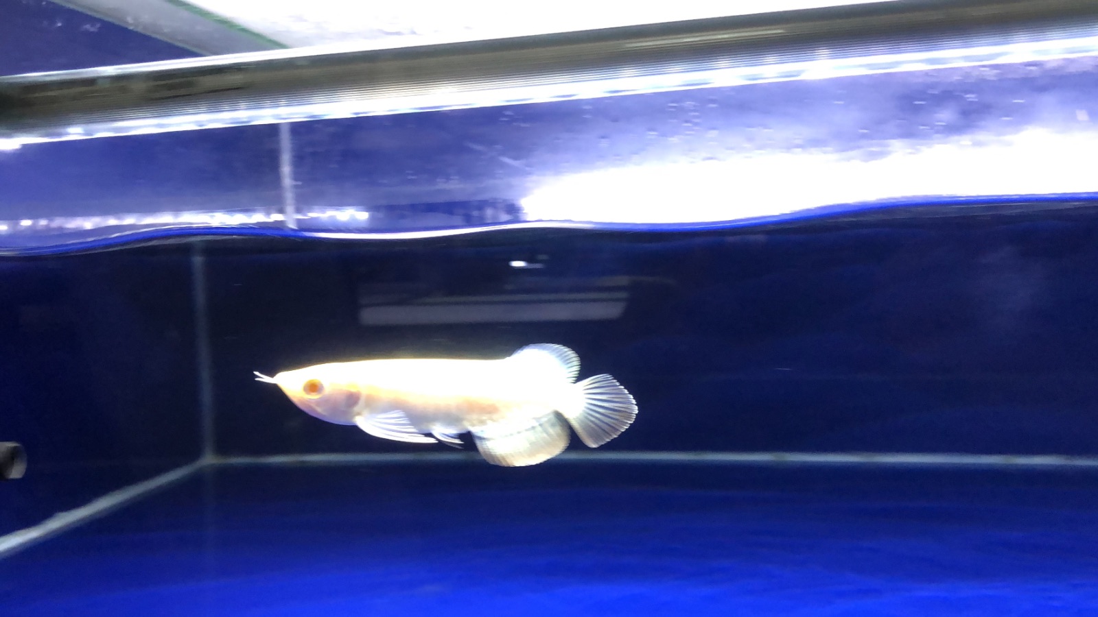 Albino Golden Series
