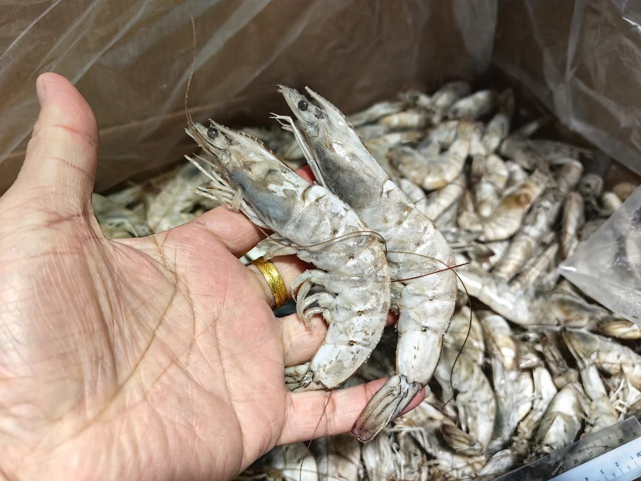 IQF Whole White Shrimp — No Additives, No Ice Glazing