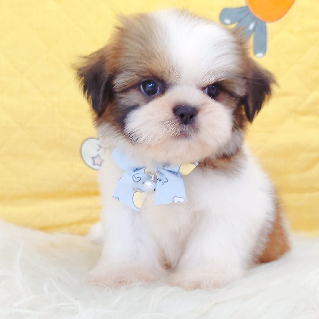 Shih Tzu 西施
