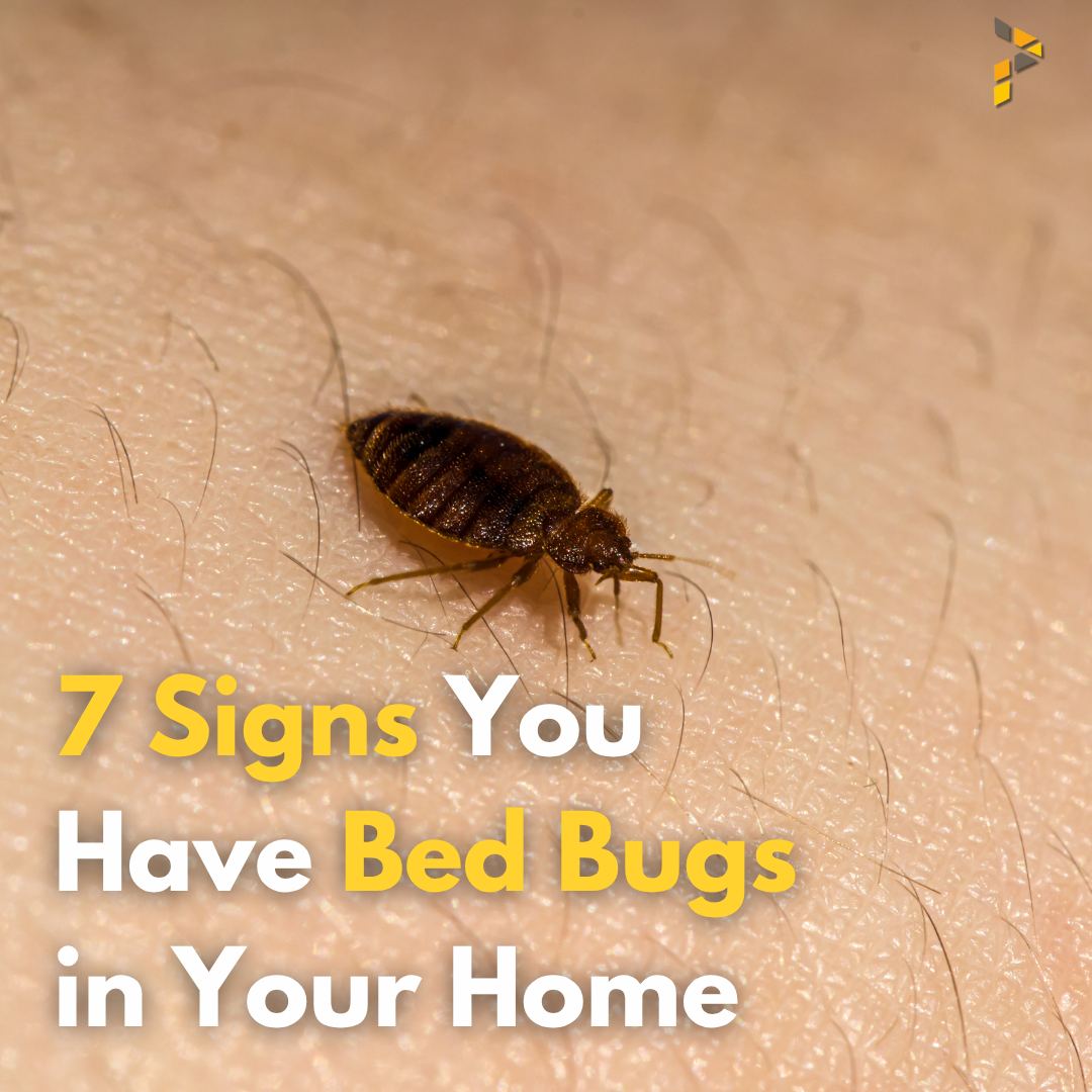 7 Signs You Have Bed Bugs in Your Home
