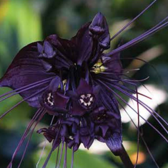 Plants that Chose Violence