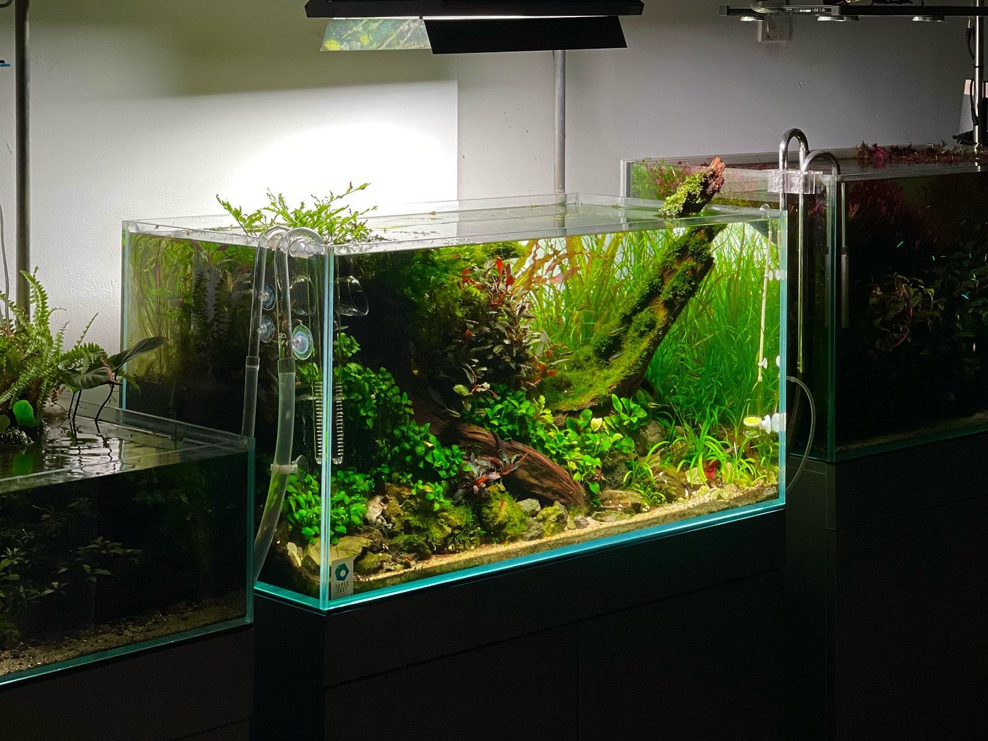 Aquascape Aquarium — Transform Your Tank Into a Living Work of Art