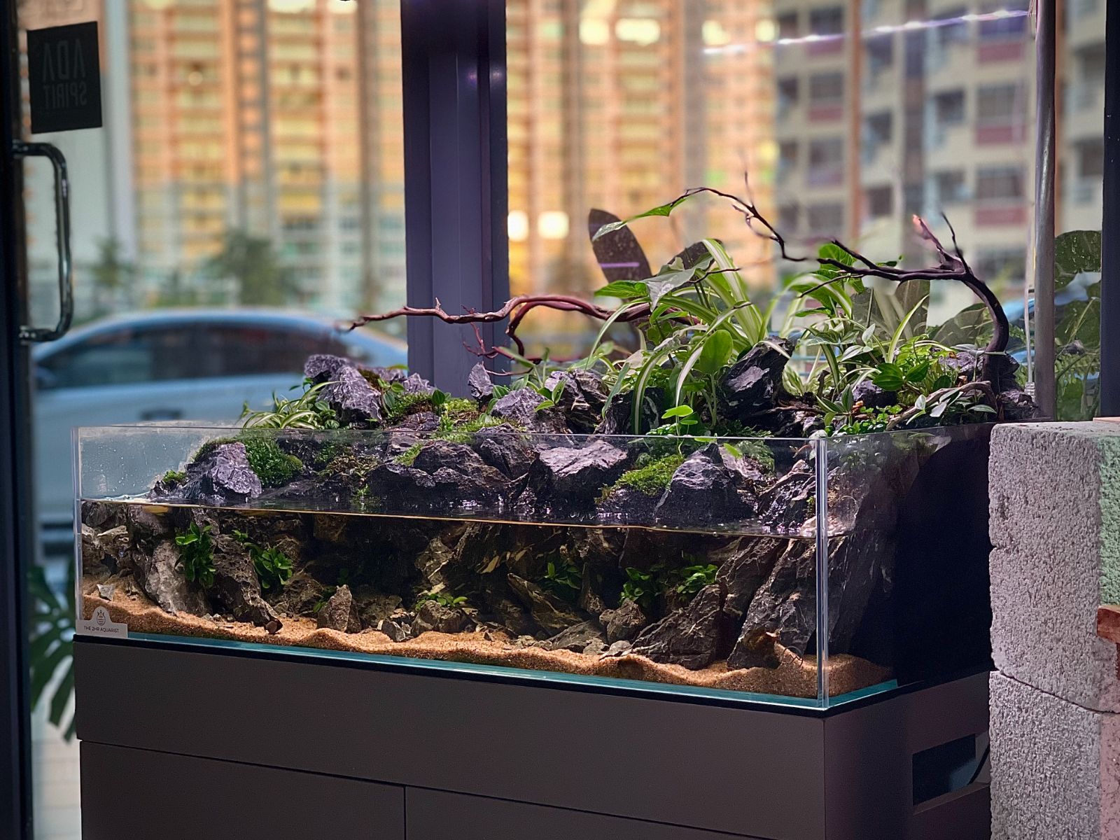 Paludarium — The Ultimate Land and Water Ecosystem in One Tank