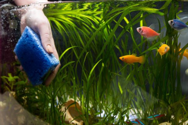 Aquarium and Pond Maintenance Services — Keep Your Water World Clean and Healthy