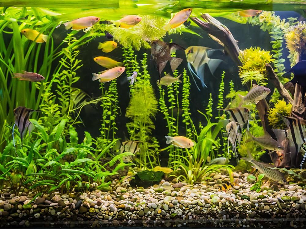 Planted Tank Setup — A Beginner's Guide to Starting a Beautiful Planted Aquarium