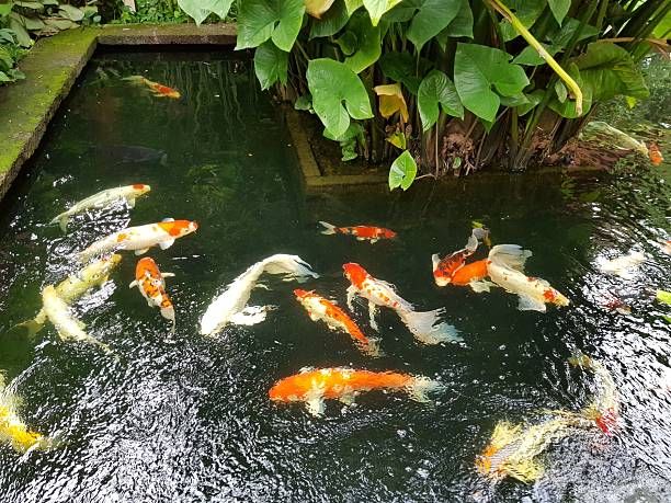 Koi Pond Malaysia — Build and Maintain a Beautiful Koi Pond at Your Home