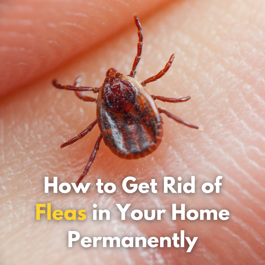 🐾 How to Get Rid of Fleas in Your Home Permanentl