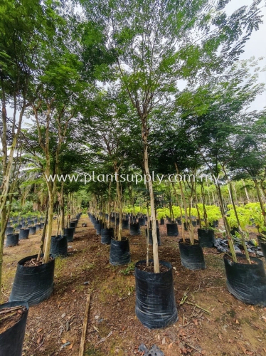 Caesalpinia Ferrea Multi-Trunk Cluster Trees 每 A Living Statement of Elegance and Prestige