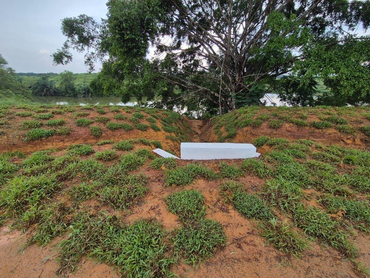 Supply & Lay Cow Grass Spot Turfing - JPG Kluang, Johor - 2,300 Sqm