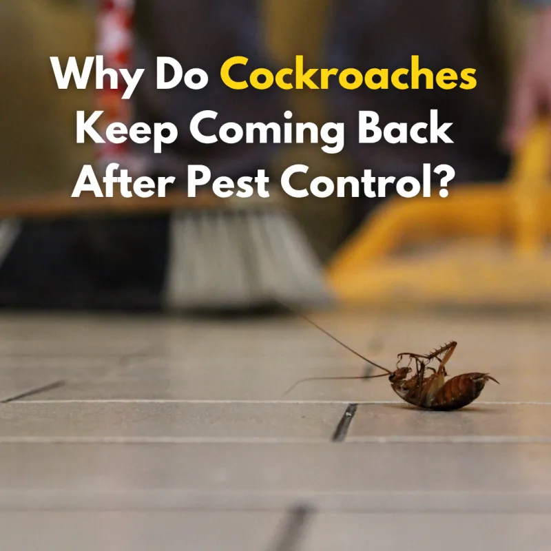 Why Do Cockroaches Keep Coming Back After Pest Control?