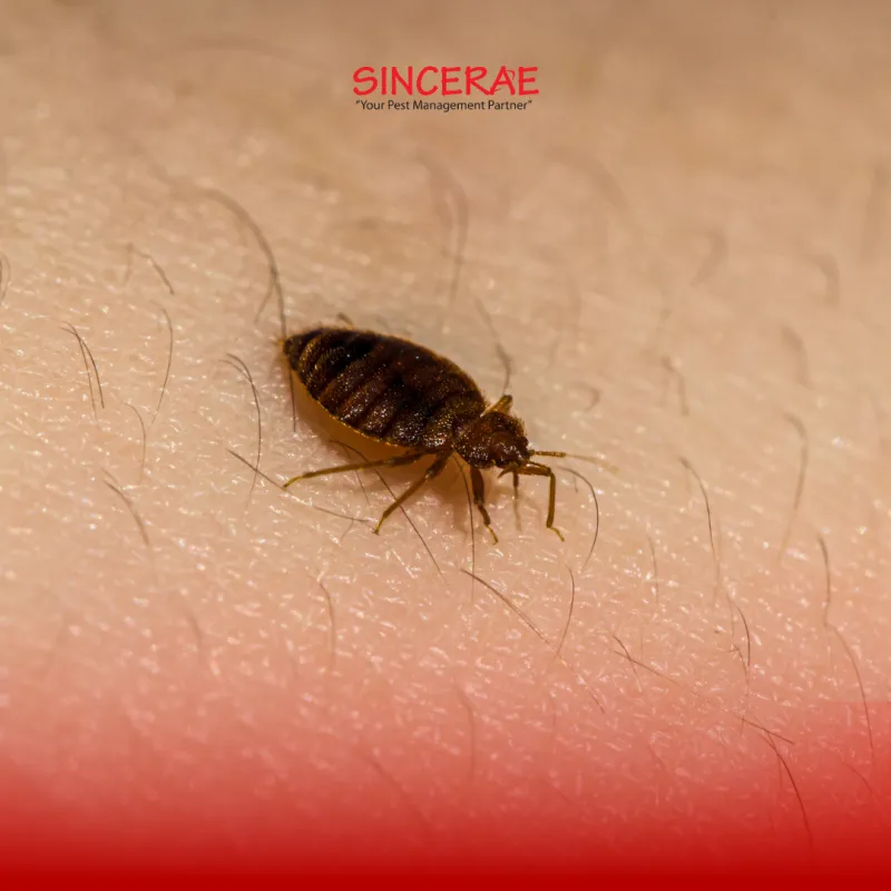 Bedbug Infestation in Malaysia: Everything I Need to Know About Bedbug Treatment
